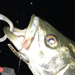 小アジ狙いで、シーバス